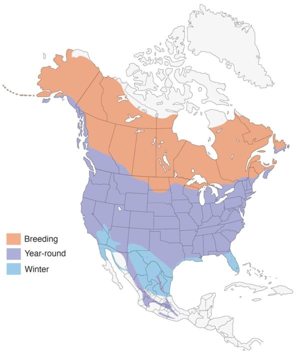 american robin range map - cornell lab of of ornithology