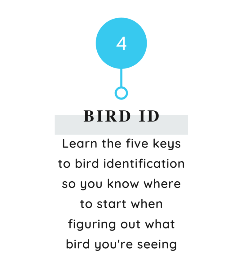 Bird ID - point 4