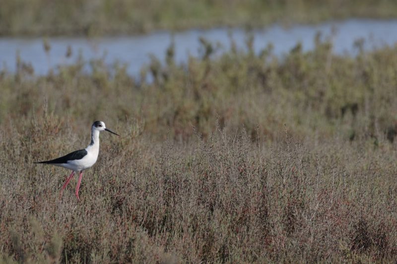 black winged stilt in a marsh