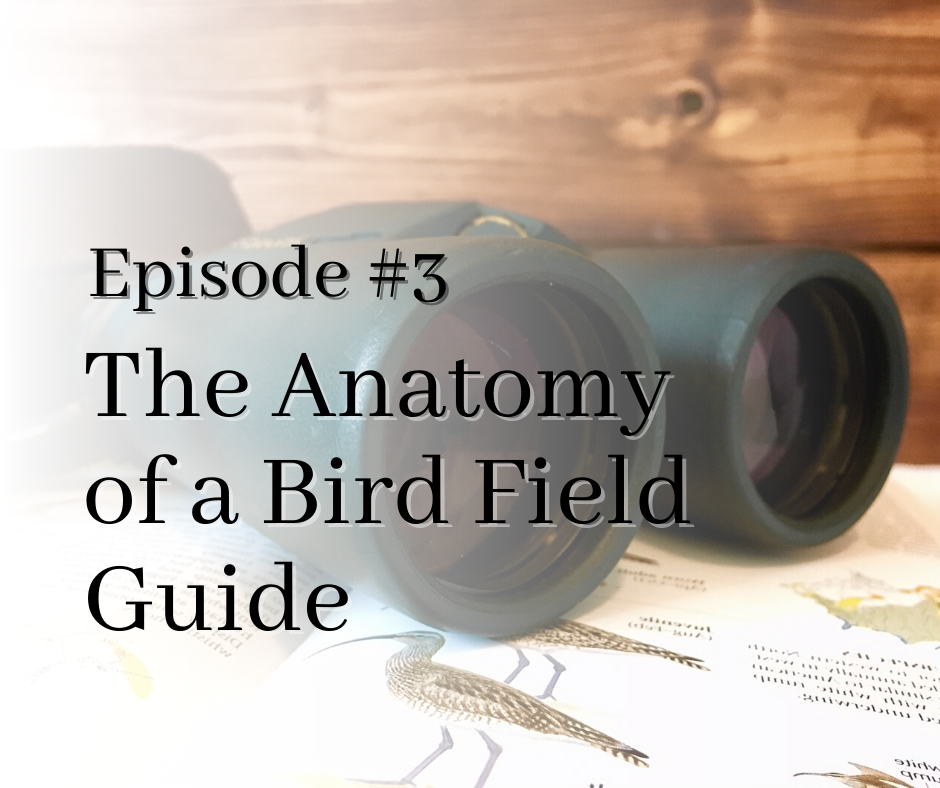 podcast episode 3 anatomy of a bird field guide