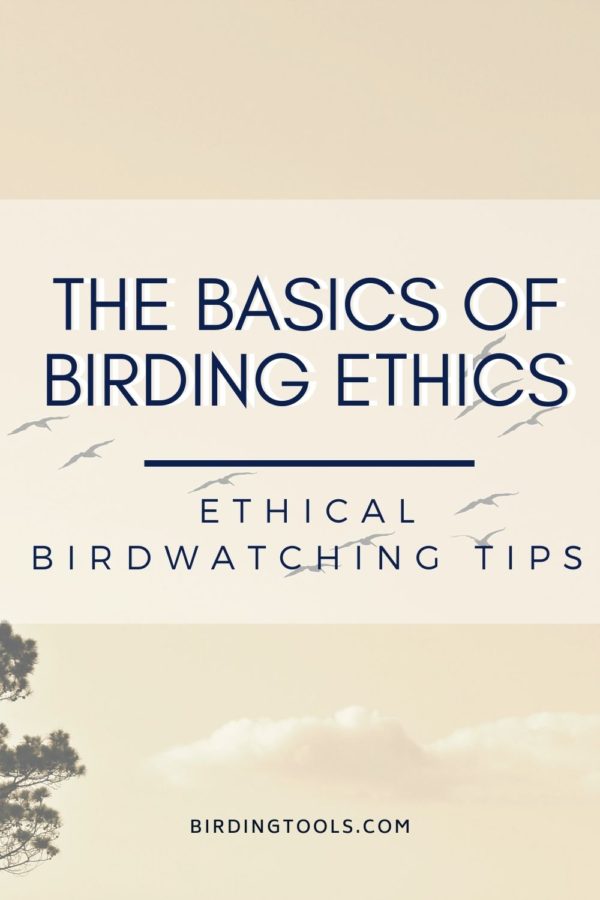 Basics of Birding Ethics Pinterest