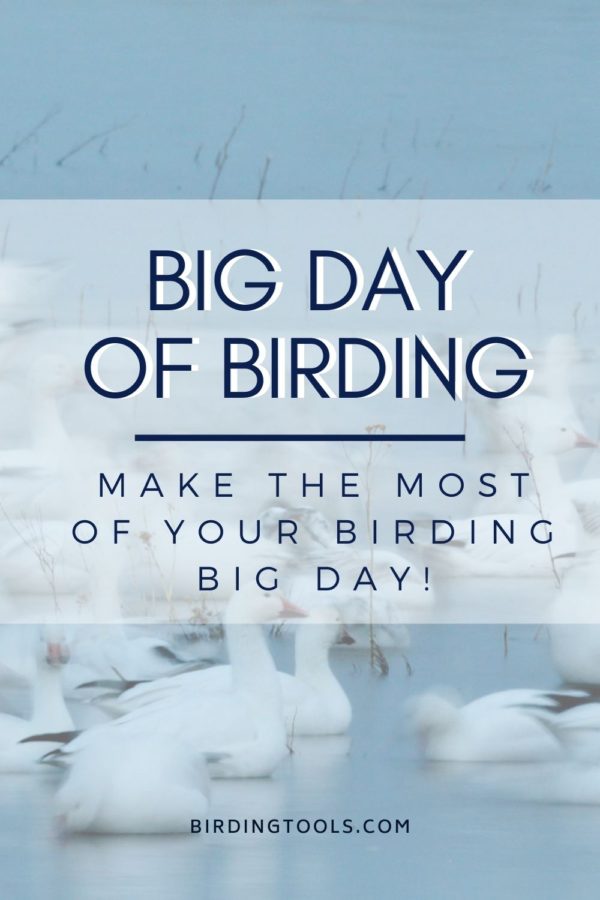How to Prepare for a Global Big Day of Birding Birding Tools