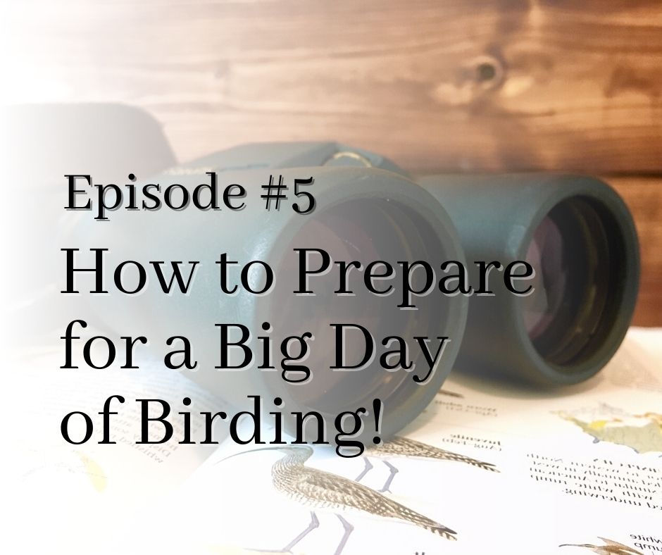 How to Prepare for a Global Big Day of Birding Birding Tools