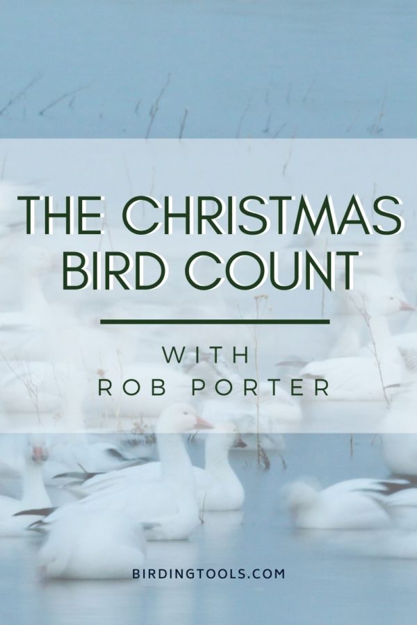 christmas bird count pinterest