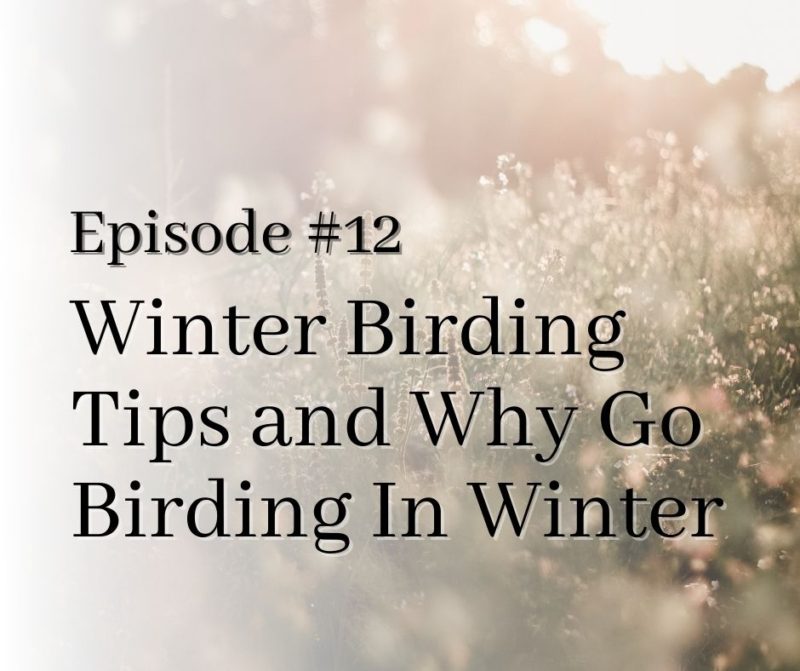 Winter Birding Tips And Why You Should Bird This Winter Birding Tools