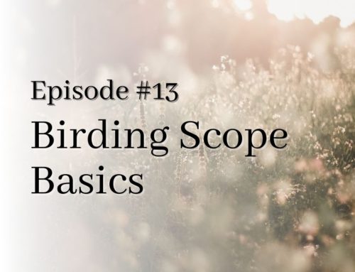 Birding Scope Basics: How to Select the Right Scope