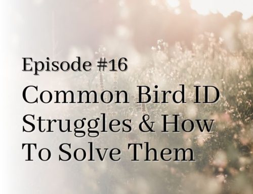 Common Bird ID Struggles and How to Solve Them