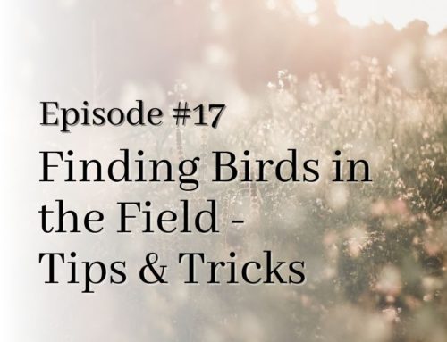 Finding Birds in the Field: Tips and Tricks