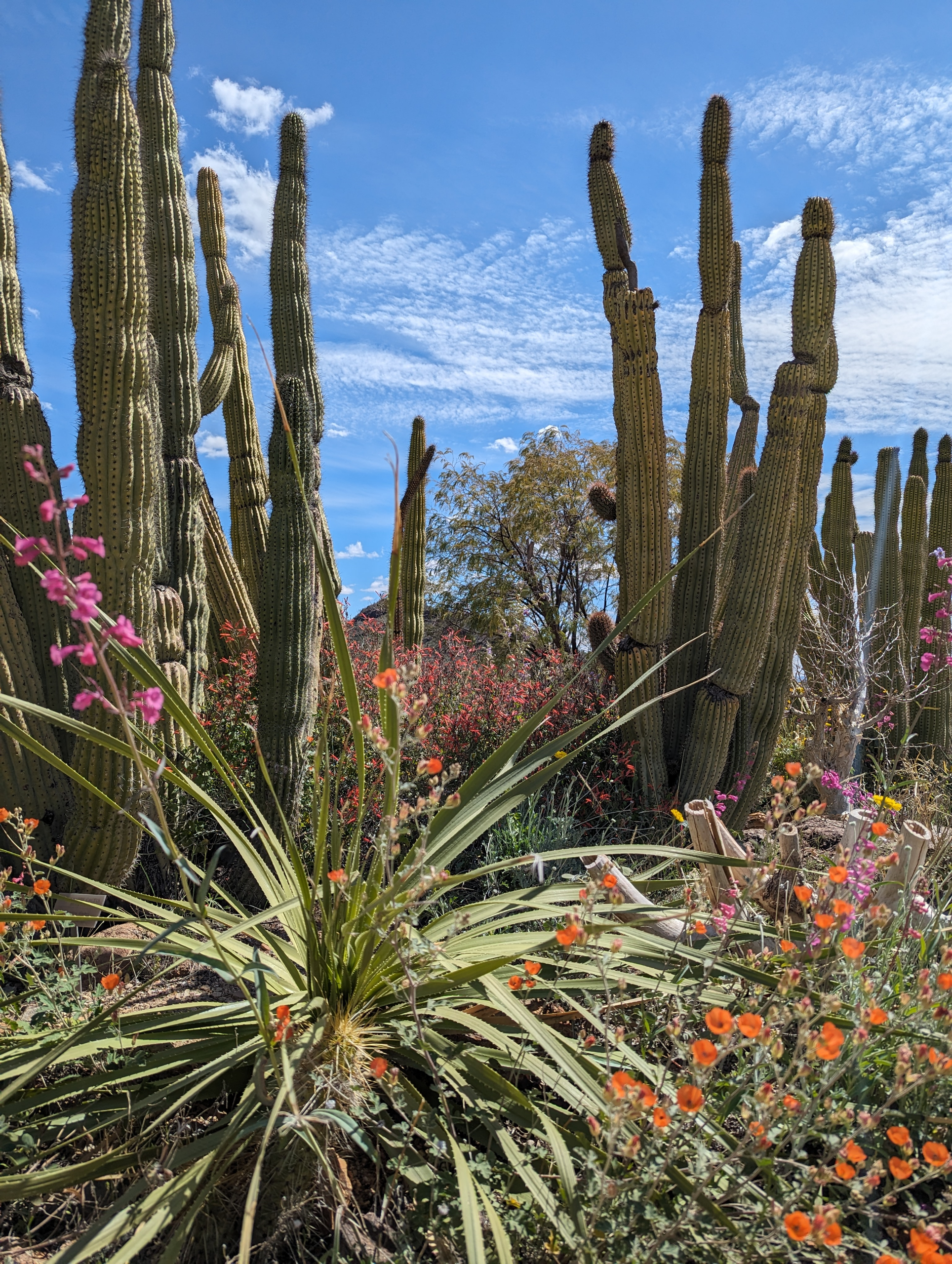 Cacti and flowers bloom in an Arizona garden